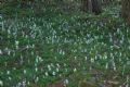 Corydalis cava